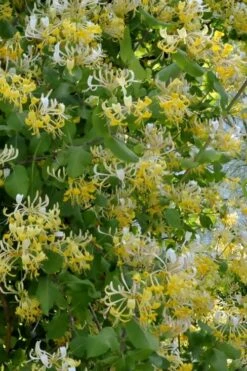 Hall's Hardy Honeysuckle Vine (Lonicera Japonica 'Halliana') - 3 Gallon Pot