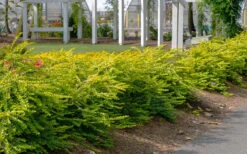 Thunderbolt Golden Box Honeysuckle - 3 Gallon Pot -Garden Plant Shop lonicera nitida thunderbolt box honeysuckle 1