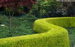 Thunderbolt Golden Box Honeysuckle - 3 Gallon Pot -Garden Plant Shop lonicera nitida thunderbolt box honeysuckle 4