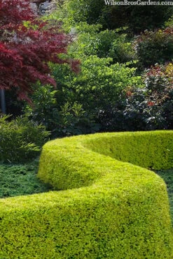 Thunderbolt Golden Box Honeysuckle - 3 Gallon Pot -Garden Plant Shop lonicera nitida thunderbolt box honeysuckle 5