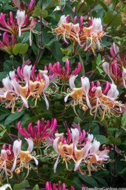 Serotina Fragrant Honeysuckle Vine - 1 Gallon Pot -Garden Plant Shop lonicera periclymenum serotina fragrant honeysuckle vine 2