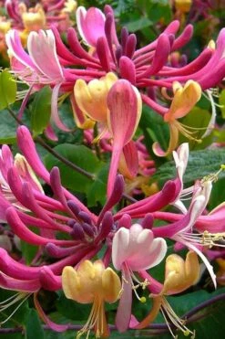 Serotina Fragrant Honeysuckle Vine - 1 Gallon Pot -Garden Plant Shop lonicera periclymenum serotina fragrant honeysuckle vine 4