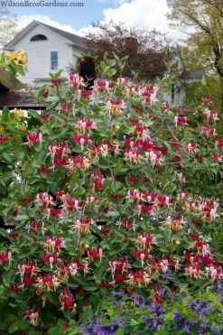 Serotina Fragrant Honeysuckle Vine - 1 Gallon Pot -Garden Plant Shop lonicera periclymenum serotina fragrant honeysuckle vine 8