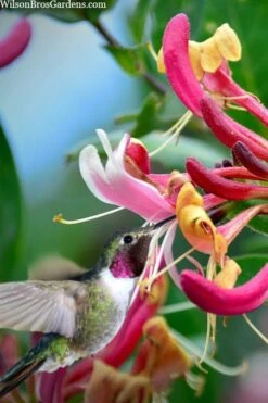 Serotina Fragrant Honeysuckle Vine - 1 Gallon Pot -Garden Plant Shop lonicera periclymenum serotina fragrant honeysuckle vine 9