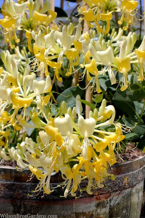 Scentsation Fragrant Yellow Honeysuckle - Lonicera Periclymenum - 1 Gallon Pot 5 Scentsation Fragrant Yellow Honeysuckle - Lonicera Periclymenum - 1 Gallon Pot - Image 5