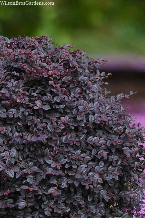 Cerise Charm Dwarf Loropetalum - 6 Pack Of 1 Gallon Pots 1 Cerise Charm Dwarf Loropetalum - 6 Pack Of 1 Gallon Pots