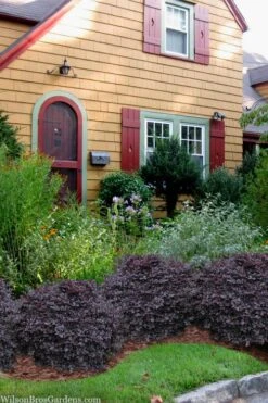 Cerise Charm Dwarf Loropetalum - 6 Pack Of 1 Gallon Pots 8 Cerise Charm Dwarf Loropetalum - 6 Pack Of 1 Gallon Pots -Garden Plant Shop loropetalum cerise charm 3