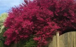 Zhuzhou Loropetalum (Chinese Fringeflower) - 3 Gallon Pot -Garden Plant Shop loropetalum chinense zhu zhou 100