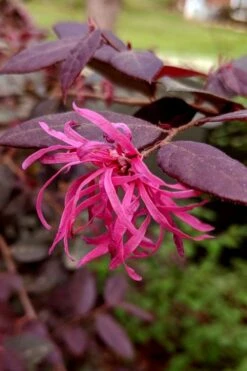 Zhuzhou Loropetalum (Chinese Fringeflower) - 3 Gallon Pot -Garden Plant Shop loropetalum chinense zhu zhou 101