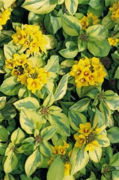 Waikiki Sunset Lysimachia - 5 Pack Of Quart Pots -Garden Plant Shop lysimachia