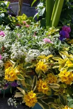 Waikiki Sunset Lysimachia - 5 Pack Of Quart Pots -Garden Plant Shop lysimachia waikiki sunset 2