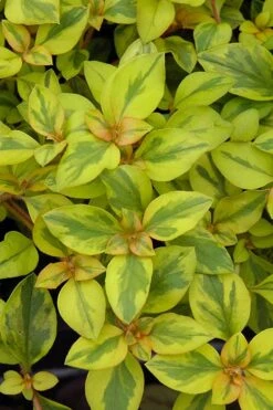 Waikiki Sunset Lysimachia - 5 Pack Of Quart Pots -Garden Plant Shop lysimachia waikiki sunset 3