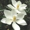 Alta Southern Magnolia - 3 Gallon Pot