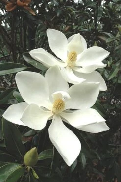 Alta Southern Magnolia - 5 Gallon Pot
