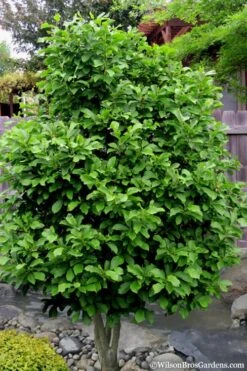 Betty Magnolia Tulip Tree - 3 Gallon Pot -Garden Plant Shop magnolia ann 112 1
