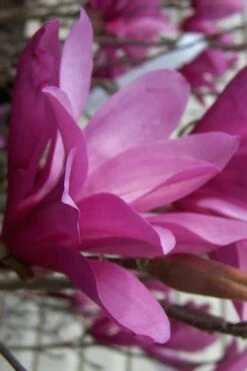 Ann Magnolia Tulip Tree - 2 Gallon Pot -Garden Plant Shop magnolia ann 30