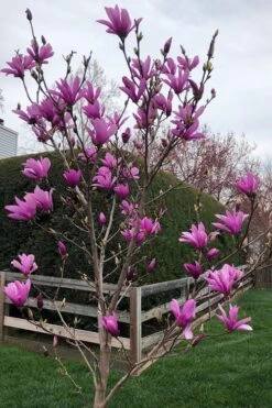 Ann Magnolia Tulip Tree - 5 Gallon Pot -Garden Plant Shop magnolia ann tulip tree 100