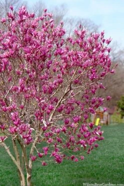 Ann Magnolia Tulip Tree - 5 Gallon Pot -Garden Plant Shop magnolia ann tulip tree 105