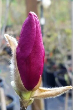 Betty Magnolia Tulip Tree - 3 Gallon Pot -Garden Plant Shop magnolia betty 21 1