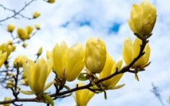 Butterflies Yellow Magnolia (Tulip Tree) - 1 Gallon Pot -Garden Plant Shop magnolia butterflies yellow tulip tree 2 2