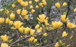 Butterflies Yellow Magnolia (Tulip Tree) - 3 Gallon Pot -Garden Plant Shop magnolia butterflies yellow tulip tree 3