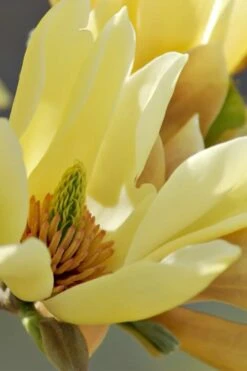 Butterflies Yellow Magnolia (Tulip Tree) - 3 Gallon Pot -Garden Plant Shop magnolia butterflies yellow tulip tree 5