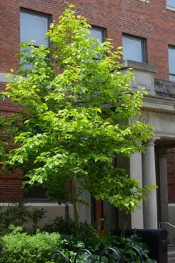 Butterflies Yellow Magnolia (Tulip Tree) - 1 Gallon Pot -Garden Plant Shop magnolia butterflies yellow tulip tree 7 2