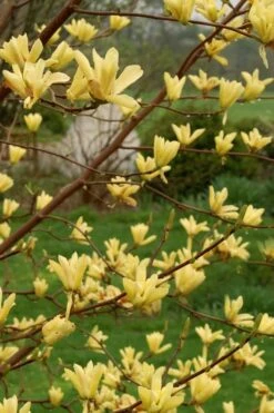 Butterflies Yellow Magnolia (Tulip Tree) - 1 Gallon Pot -Garden Plant Shop magnolia butterflies yellow tulip tree 8 2
