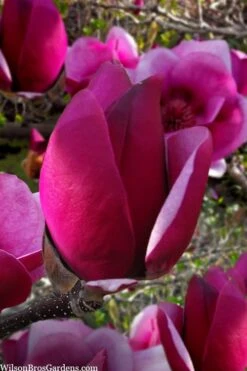 Cameo Magnolia Tulip Tree - 5 Gallon Pot -Garden Plant Shop magnolia cameo tulip tree 1