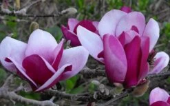 Cameo Magnolia Tulip Tree - 5 Gallon Pot -Garden Plant Shop magnolia cameo tulip tree 5