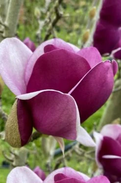 Cameo Magnolia Tulip Tree - 5 Gallon Pot -Garden Plant Shop magnolia cameo tulip tree 7