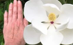 Edith Bogue Cold Hardy Evergreen Magnolia - 1 Gallon Pot -Garden Plant Shop magnolia edith bogue 3