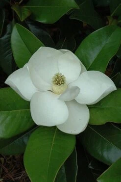 Edith Bogue Cold Hardy Evergreen Magnolia - 7 Gallon Pot -Garden Plant Shop magnolia edith bogue 5 2