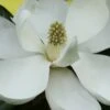 Edith Bogue Cold Hardy Evergreen Magnolia - 7 Gallon Pot