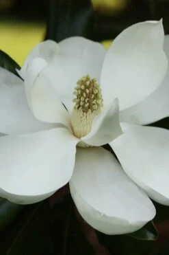 Edith Bogue Cold Hardy Evergreen Magnolia - 5 Gallon Pot -Garden Plant Shop magnolia edith bogue 6 4