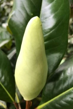 Edith Bogue Cold Hardy Evergreen Magnolia - 5 Gallon Pot -Garden Plant Shop magnolia edith bogue bud 1 3