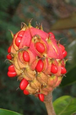 Victoria Cold Hardy Evergreen Magnolia - 3 Gallon Pot -Garden Plant Shop magnolia edith bogue fruit 1 3