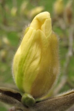 Elizabeth Magnolia (Tulip Tree) - 5 Gallon Pot -Garden Plant Shop magnolia elizabeth 10