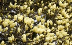 Elizabeth Magnolia (Tulip Tree) - 5 Gallon Pot -Garden Plant Shop magnolia elizabeth 15