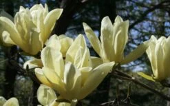 Elizabeth Magnolia (Tulip Tree) - 5 Gallon Pot -Garden Plant Shop magnolia elizabeth 4