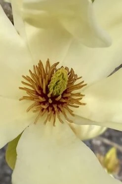 Elizabeth Magnolia (Tulip Tree) - 5 Gallon Pot -Garden Plant Shop magnolia elizabeth 6