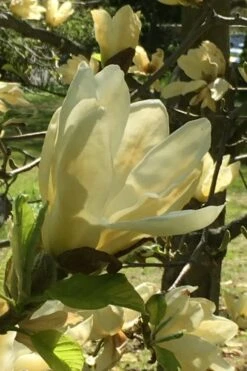 Elizabeth Magnolia (Tulip Tree) - 5 Gallon Pot -Garden Plant Shop magnolia elizabeth 8