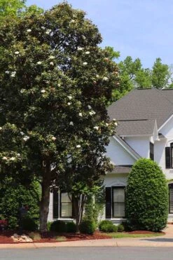 Southern Magnolia Tree (Single Trunk Tree Form) - 5 Gallon Pot 10 Southern Magnolia Tree (Single Trunk Tree Form) - 5 Gallon Pot -Garden Plant Shop magnolia grandiflora single trunk southern magnolia tree 1