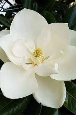 Southern Magnolia Tree (Single Trunk Tree Form) - 5 Gallon Pot 11 Southern Magnolia Tree (Single Trunk Tree Form) - 5 Gallon Pot -Garden Plant Shop magnolia grandiflora southern magnolia 1 1