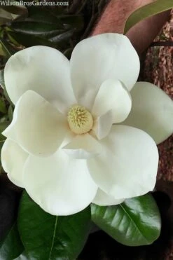Southern Magnolia Tree (Single Trunk Tree Form) - 5 Gallon Pot 9 Southern Magnolia Tree (Single Trunk Tree Form) - 5 Gallon Pot -Garden Plant Shop magnolia grandiflora southern magnolia 2 1