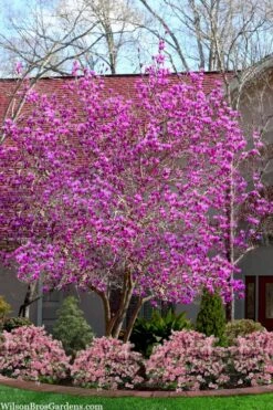 Jane Magnolia Tulip Tree - 7 Gallon Pot (4-5') 9 Jane Magnolia Tulip Tree - 7 Gallon Pot (4-5') -Garden Plant Shop magnolia jane tulip tree 103 4