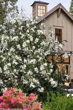 Eternal Spring Magnolia - 3 Gallon Pot