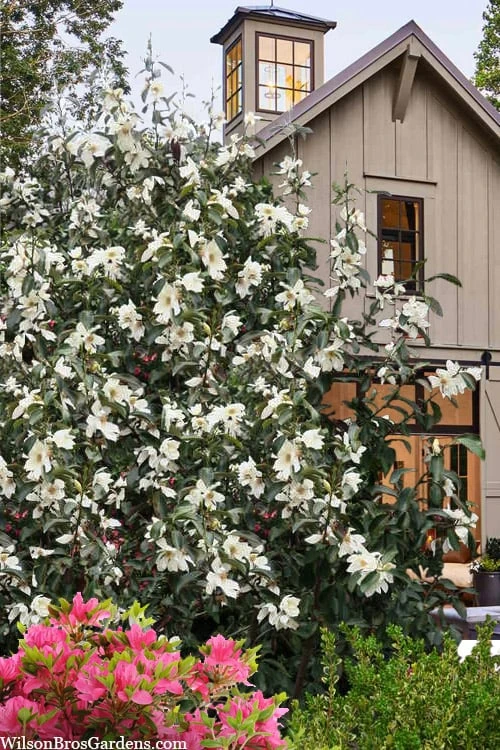 Eternal Spring Magnolia - 3 Gallon Pot 1 Eternal Spring Magnolia - 3 Gallon Pot