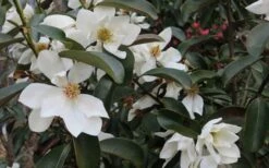 Eternal Spring Magnolia - 3 Gallon Pot 9 Eternal Spring Magnolia - 3 Gallon Pot -Garden Plant Shop magnolia laevifolia x20m maudiae20 eternal spring 7