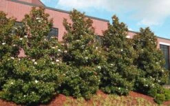 Little Gem Dwarf Southern Magnolia - 3 Gallon Pot (2.5-3.5') 12 Little Gem Dwarf Southern Magnolia - 3 Gallon Pot (2.5-3.5') -Garden Plant Shop magnolia little gem 11